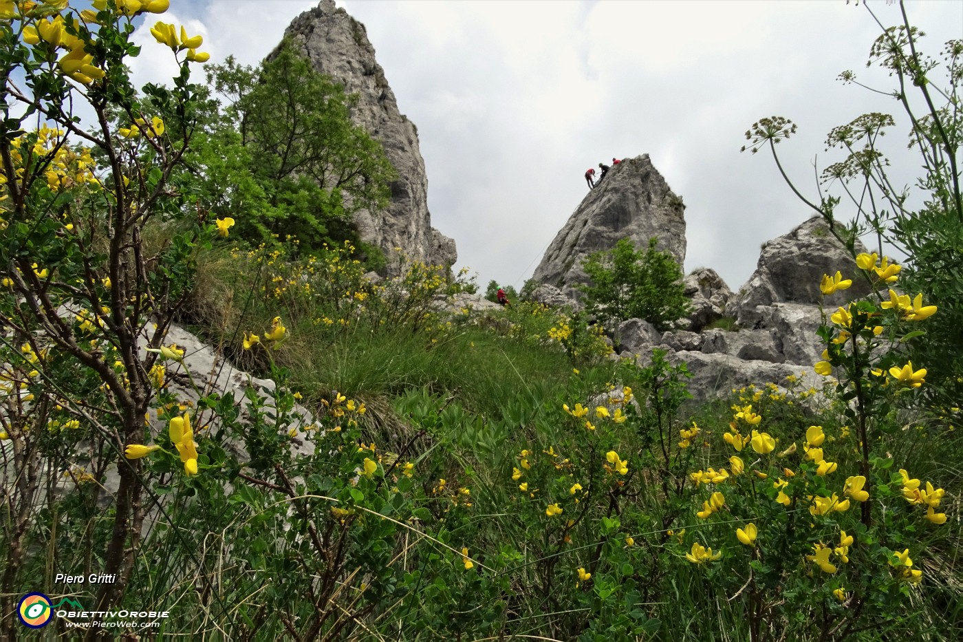 71 Fiori di ginestra nel ghiaione dei torrioni Longo e Gemelli.JPG